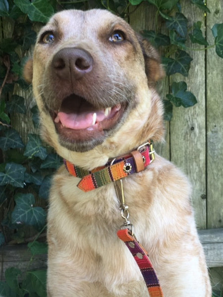 Quiltro Collar & Leash 10"
