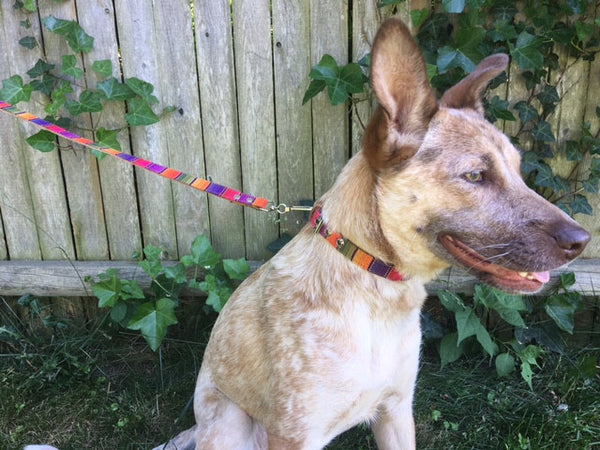 Quiltro Collar & Leash 10"